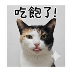可愛的豆花貓