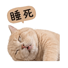 來杯可愛的拿鐵2
