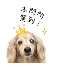 初閃閃2｜汪的貼圖