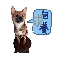 小寶加載中
