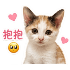 Dailylifeofakitten