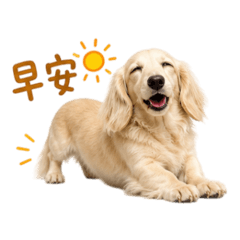 《奶油小短腿》