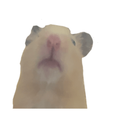 I am PEENUT!!!