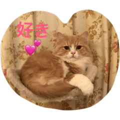 CAT corocoro collon