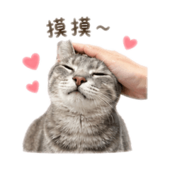 有一種貓咪叫姆姆2.0