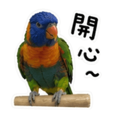 球球_鳥