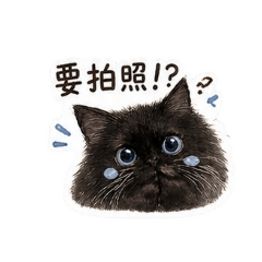 藍眼炸毛小煤球