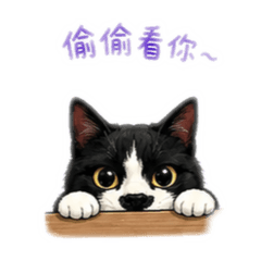 妞妞黑白貓