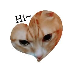 Orange Cat _(3)_
