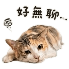 麵茶1