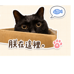 我家咪咪01