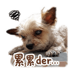 皮皮日常-2