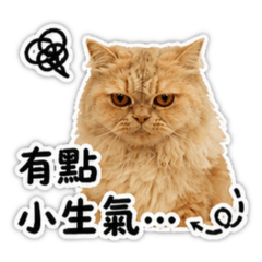 小貓貓tweety的543