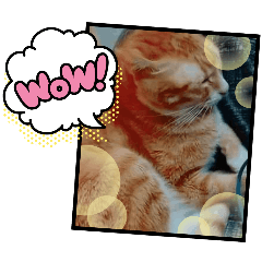 Orange Cat _(5)_