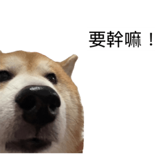 柴犬 Kumaco