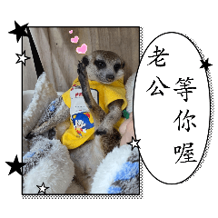 膜鬼貼手-狐獴店長5