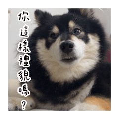我姐的日常用語