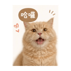 麻吉吉寶貝4