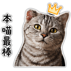輝仔喵喵一家之貝貝壹