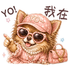 貴婦長毛吉娃娃|日常厭世裝可愛一次滿足