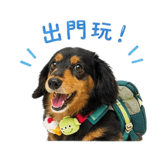 黑四目長毛臘腸Lucky