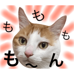 猫写真スタンプ 白茶トラのもんちゃん3