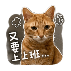 橘子厭世日常生活
