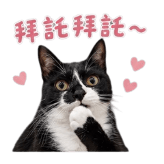 賓士貓小黑豆