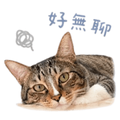 江茶茶1.