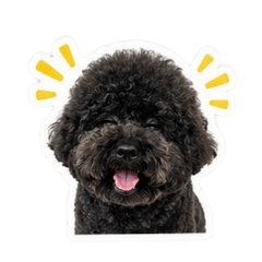 我是黑貴賓犬-曾志明