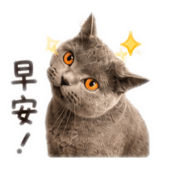我叫QQ貓