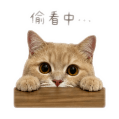 批那的生活日常