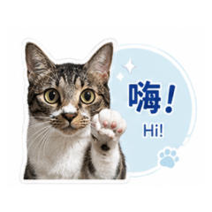 島灰貓貼圖