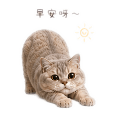 藍金英短(小寶)2