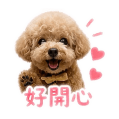 貴賓狗-寶貝-日常用語2