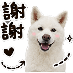 AKITA  YU-CHAN