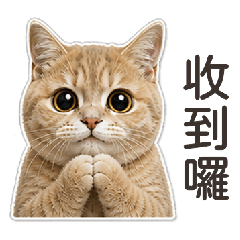 Polite working cat