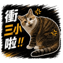 貓咪0.1