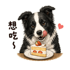 邊境牧羊犬1