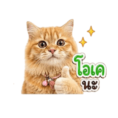Yuri_20260501073003