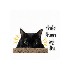 NP_20260501080258