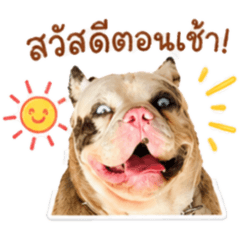 Mocca American Bully