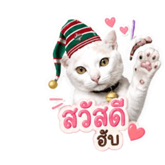 Cat_20260501092923