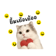 Fluffy cute cats Kudy&Dyda