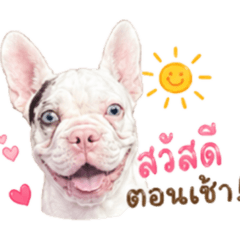 Tapao Dog