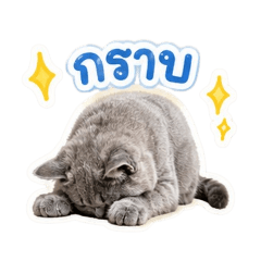 Margo the meow