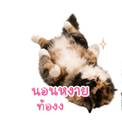 end joy stick_20260501102516