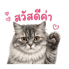 SHOPKUB_20260501102729