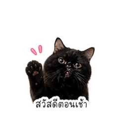Lover_20260501103716