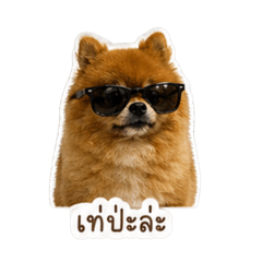 Pang_20260501104314